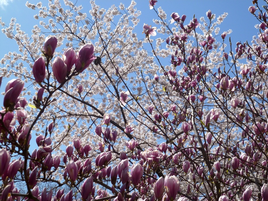 Magnolia forever et cerisiers en fleurs