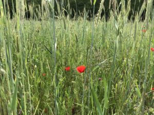Coquelicot