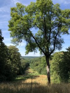 Vue sur le parc de la vallée de Chevreuse depuis le domaine du château de Breteuil