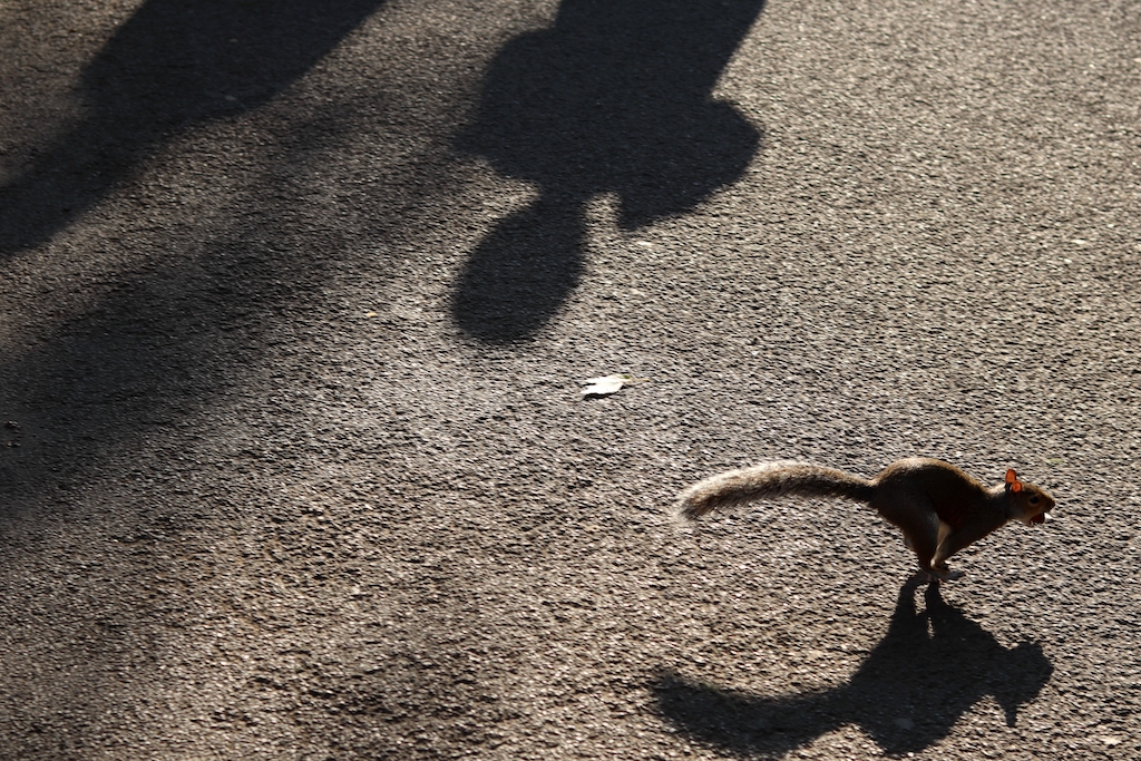 Un écureuil traverse le bitume du parc avec une noisette dans la gueule, dans la lumière dorée