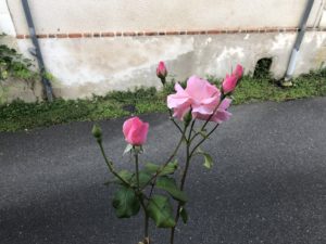 Rose qui semble lever les mains (deux bourgeons de part et d'autre de la rose)