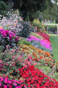 Un parterre de fleurs hyper coloré