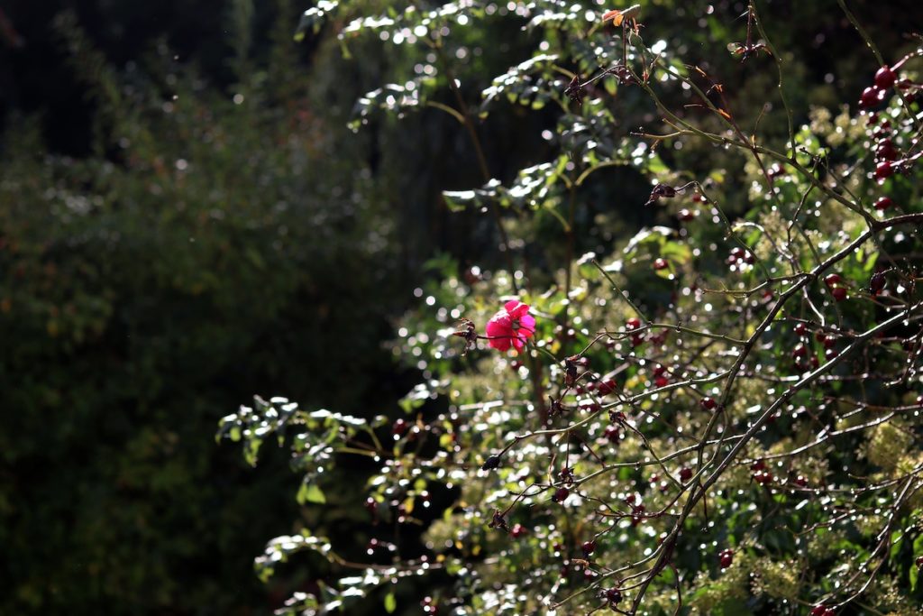 Une unique rose au milieu des ronces paillettées par la pluie