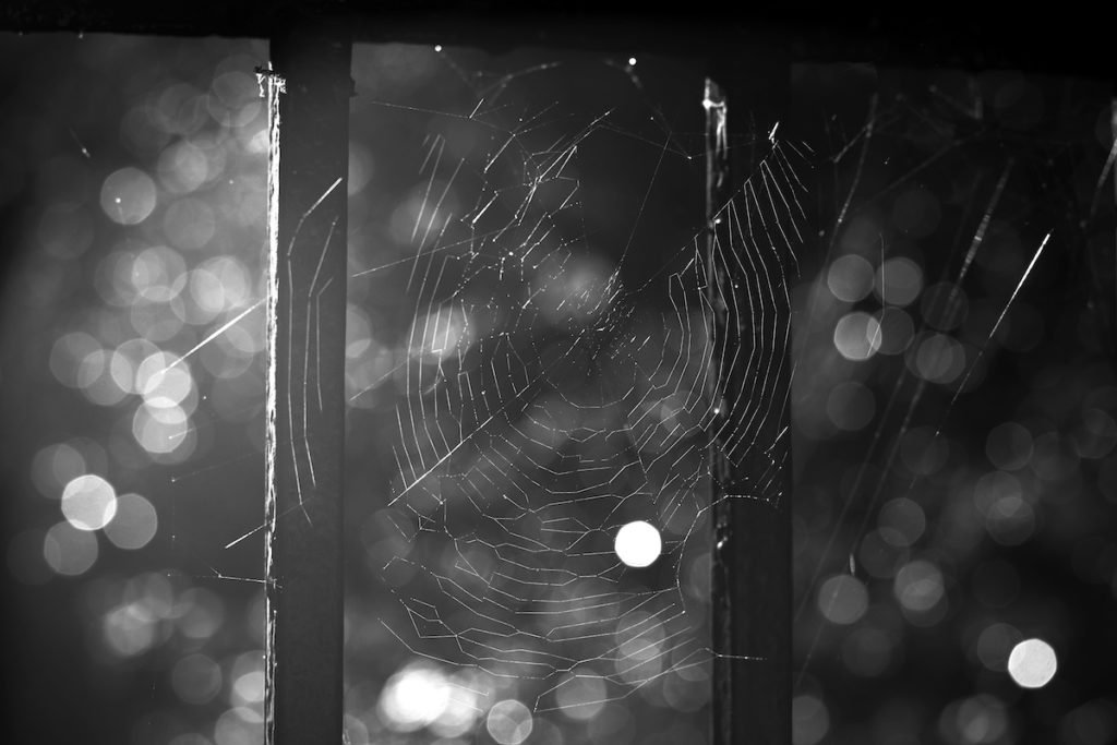 Photo noir et blanc d'une toile d'araignée avec des bokeh de lumière derrière