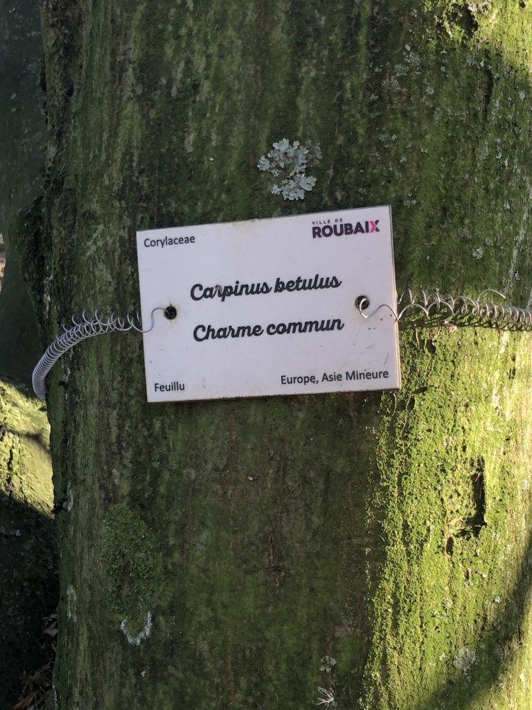 Etiqquette "charme commun" attachée à un arbre