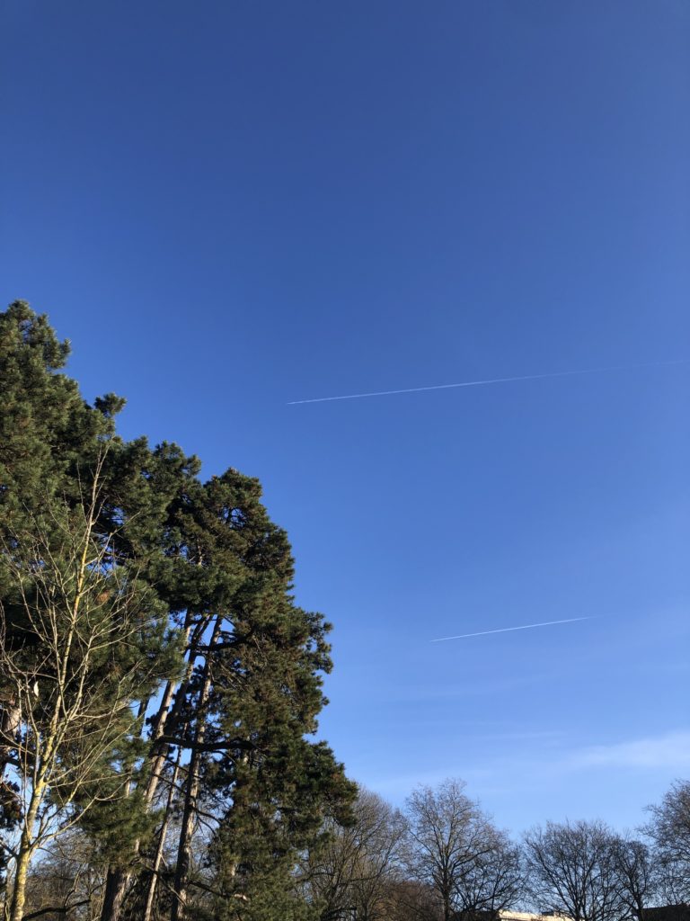 Cime des arbres et ciel bleu rayé de deux traces d'avion