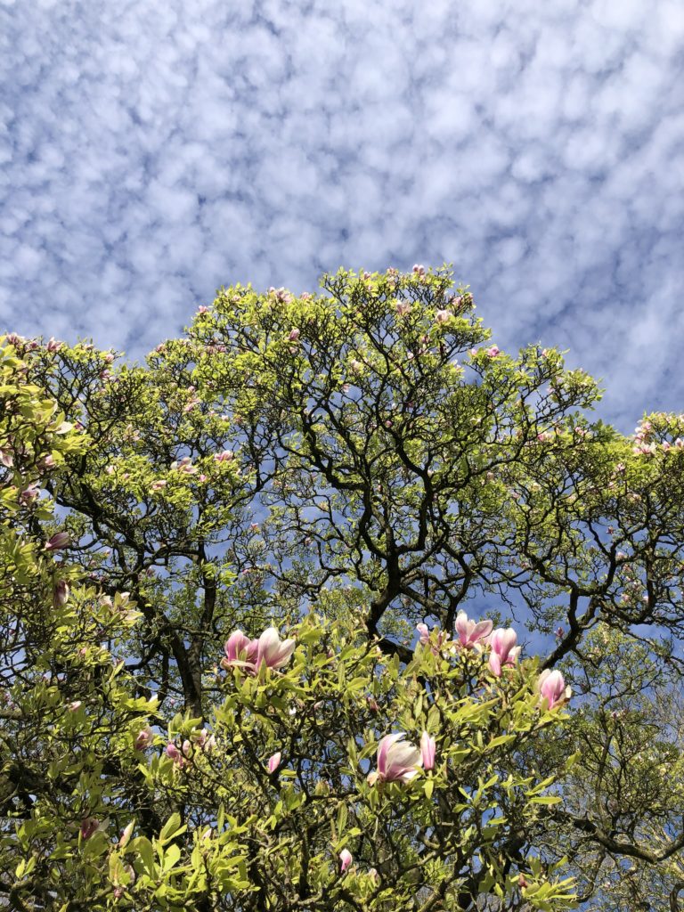Magnolia sur un ciel pommelé de nuages