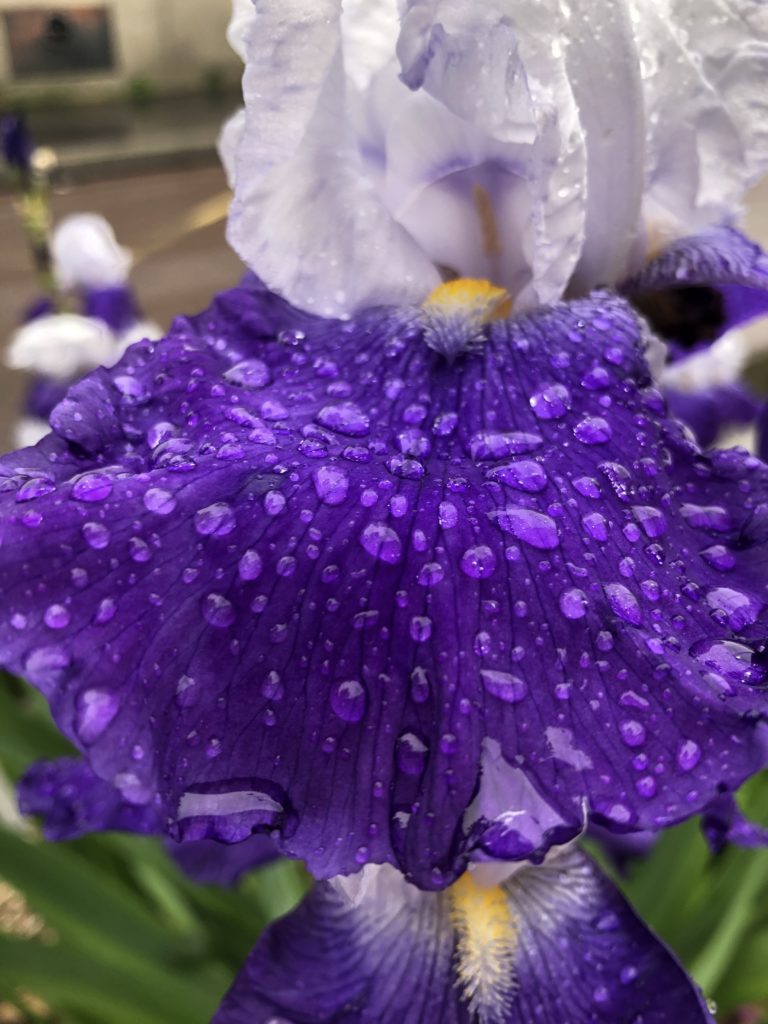 Gros plan sur les goutelletes d'un pétale d'iris, d'un violet intense