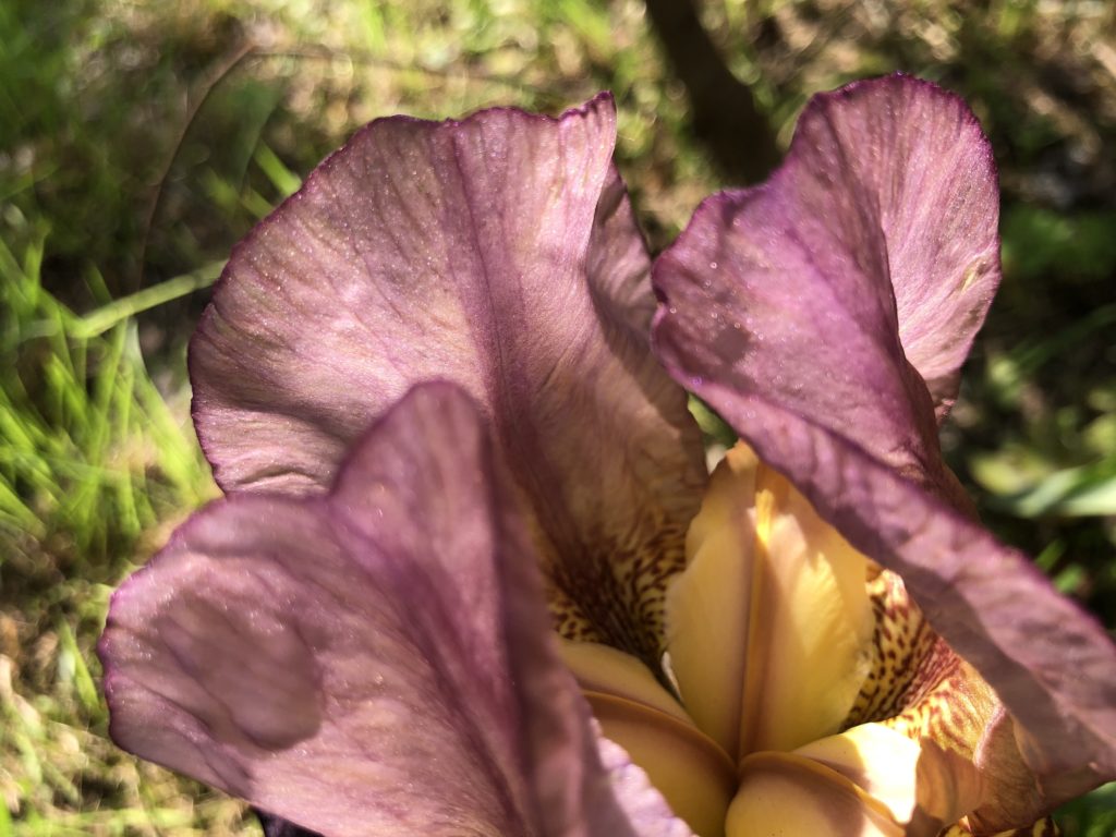 Pétales rose-violet translucides d'une iris au soleil