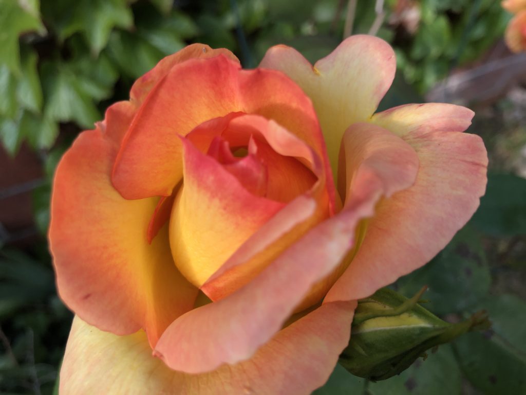 Rose dans un dégradé de rouge-rose-jaune qui donne une impression d'orange