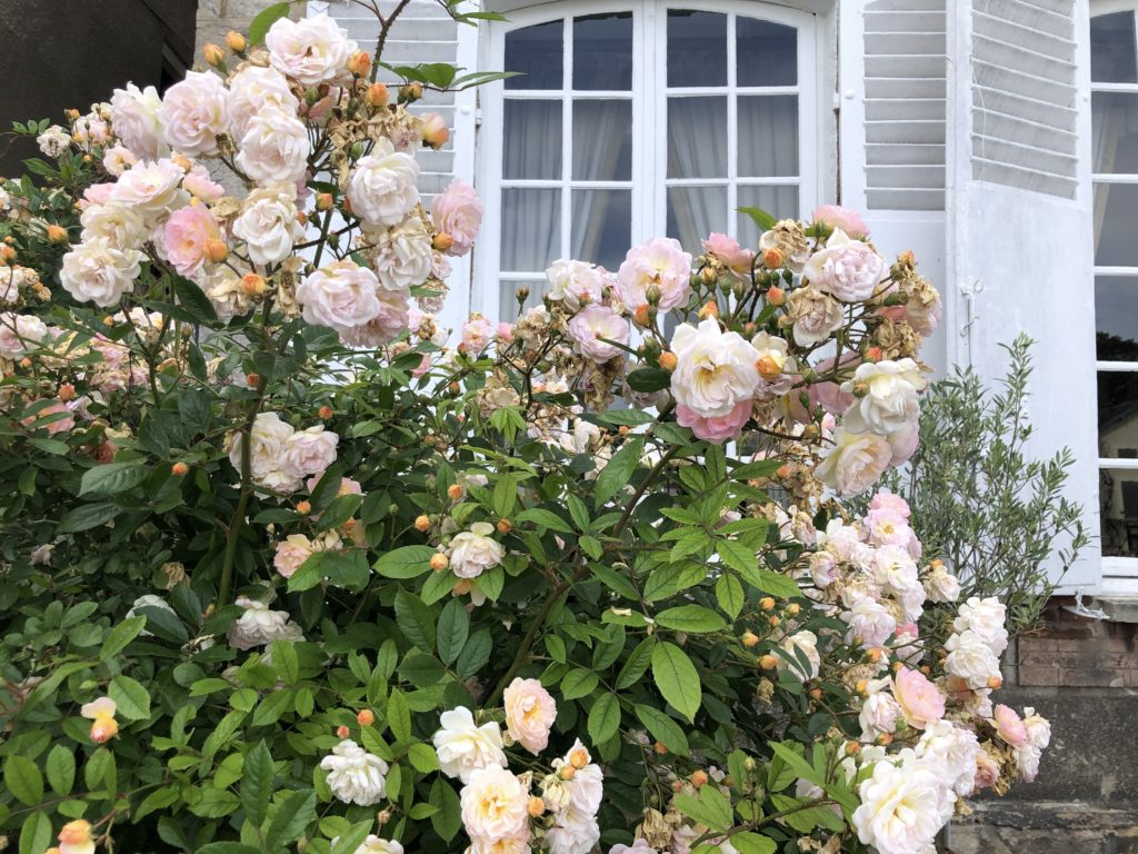Un joli rosier blanc-rose devant une jolie maison