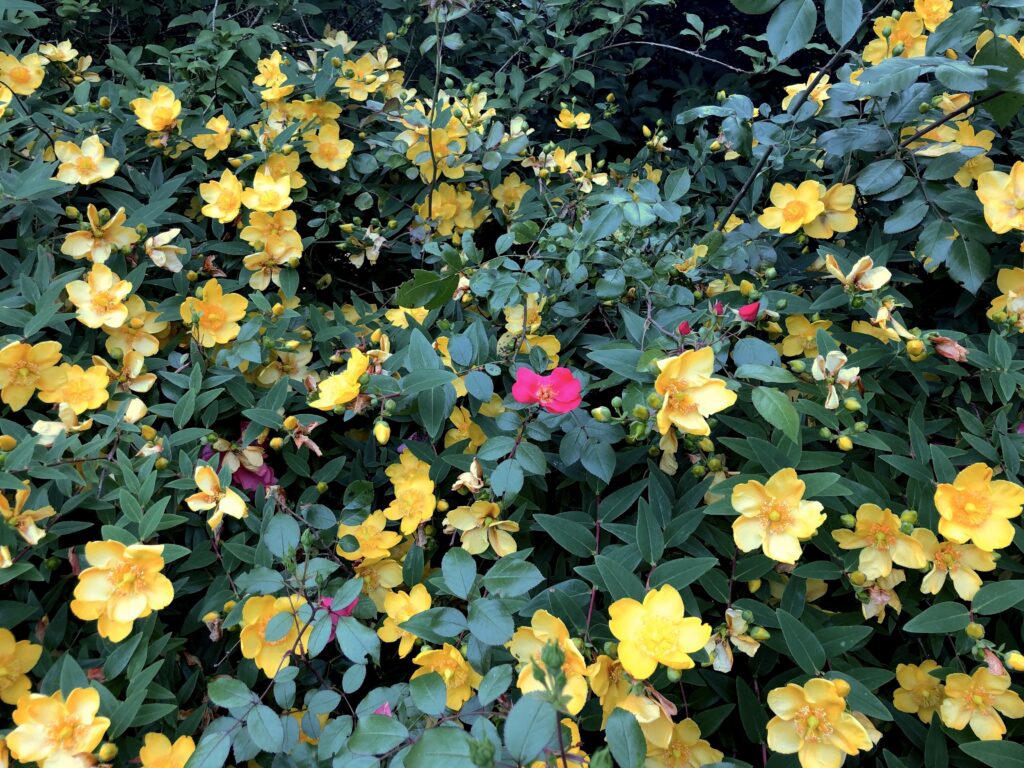 Une unique fleur rose au milieu d'un massif de fleurs jaunes
