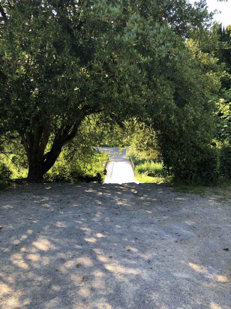 Un passage sous l'olivier