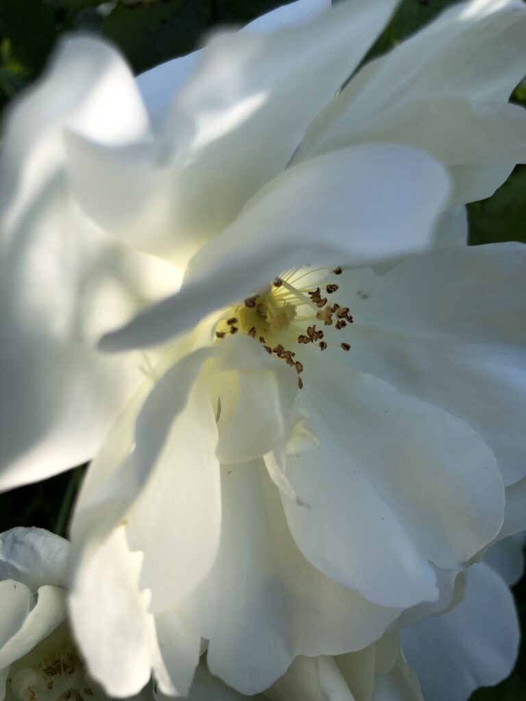 Rose blanche en gros plan, avec la lumière qui passe à travers ses pétales