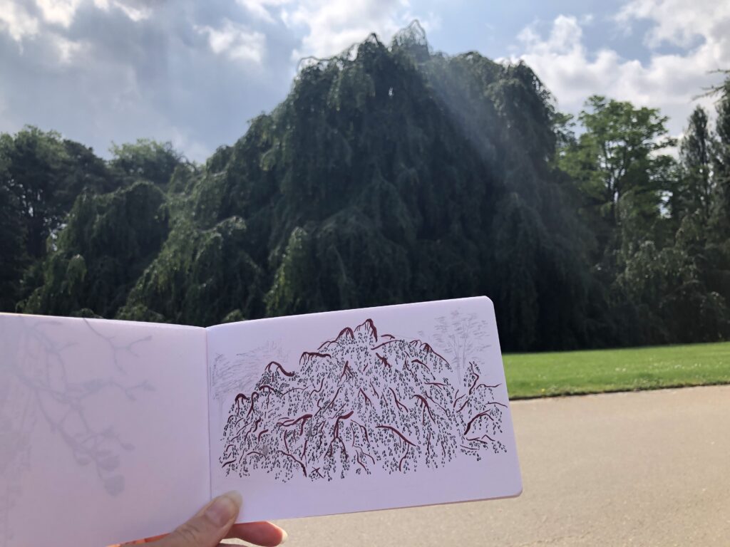 Carnet de croquis devant le gros hêtre que j'essayais de dessiner