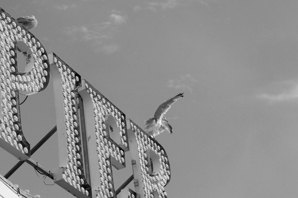 Mouette qui s'apprête à s'envoler du "pier" en lumières