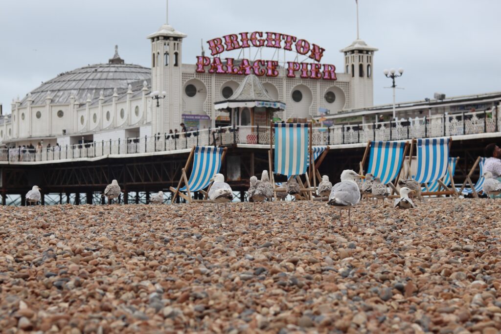 Mouettes et transats rayés sur une page de galet avec au seconde plan "Brighton Palace Pier"