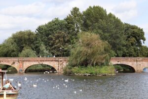 Pont, verdure et cygnes