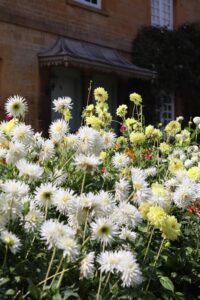 Parterre de hautes fleurs blanches dressées devant une maison en pierres jaunes