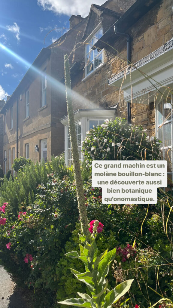 Grande plante comme un bâton vert : ce grand machin est un molène blanc-bouillon. Une découverte aussi bien botanique qu'onomastique.