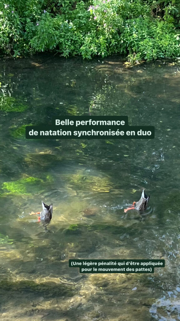 Photo de deux culs de canards plongés dans l'eau : belle performance de natation synchronisée en duo (une légère pénalité risque d'être appliquée pour le mouvement des pattes)