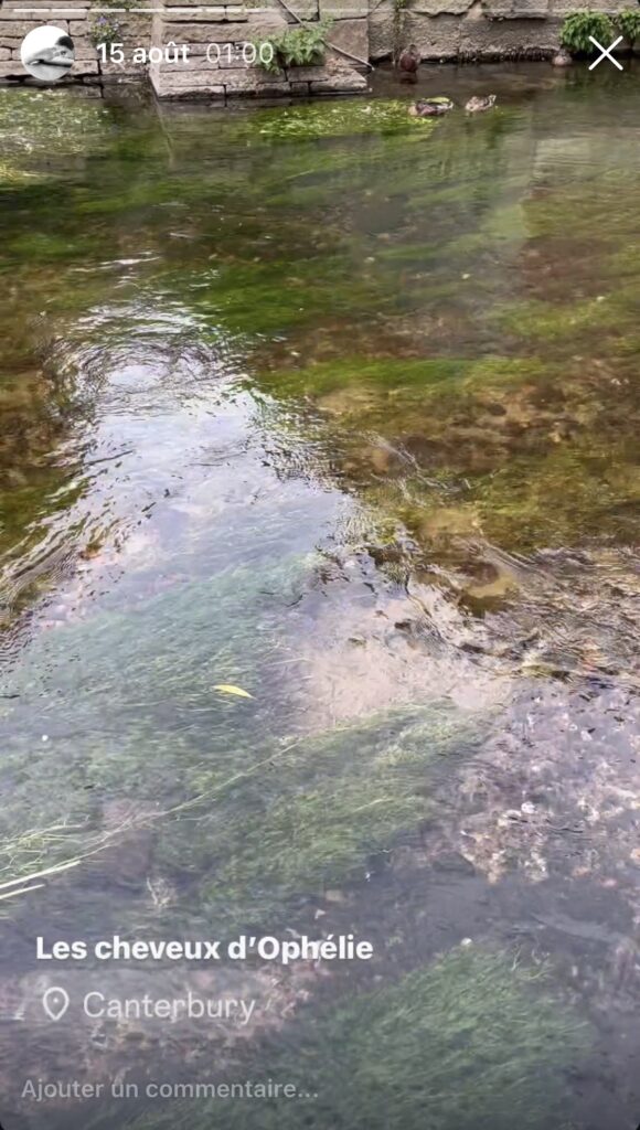 Les algues au fond de la rivière, comme les cheveux d'Ophélie