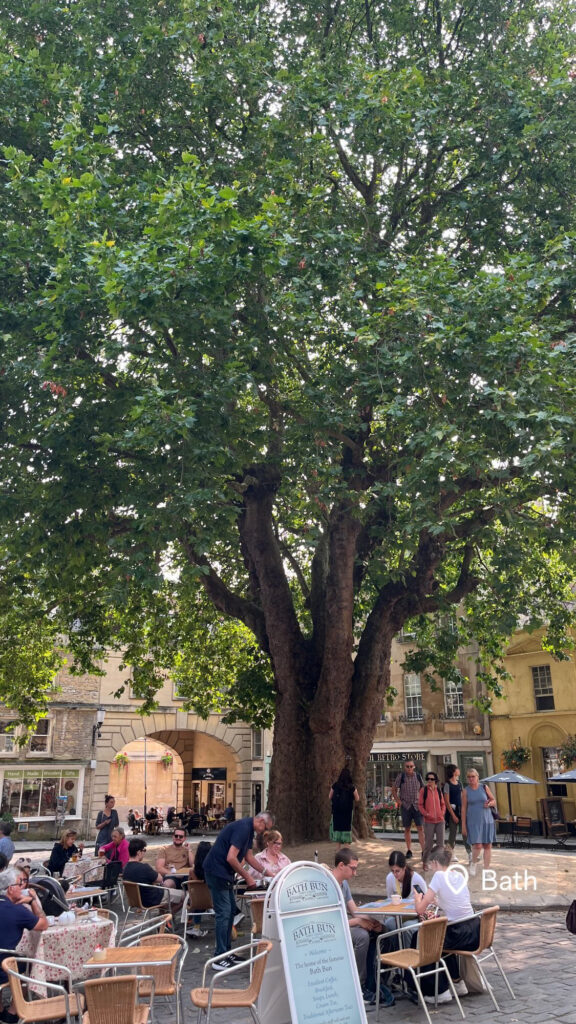 Une place de Bath avec un immense arbre