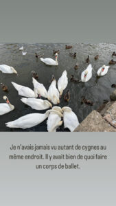 Je n'avais jamais vu autant de cygnes au même endroit. Il y a avait bien de quoi faire un corps de ballet.