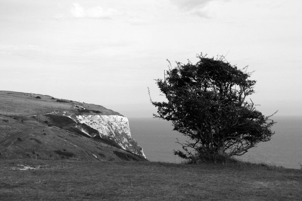 Un arbre ébouriffé au bord de la falaise