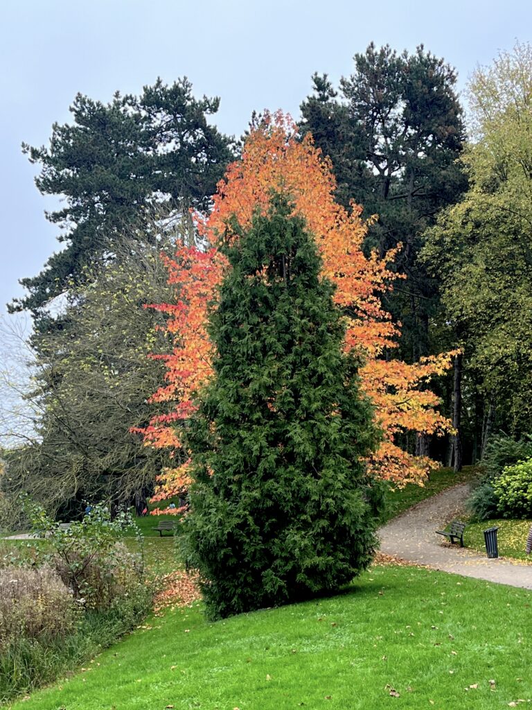 Arbres aux feuilles oranges éclatantes, qui fait comme une auréole au sapin qui se tient devant