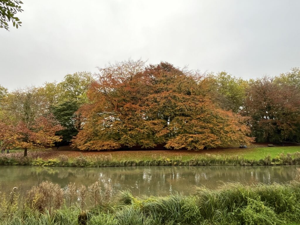 Immense hêtre pourpre dans un camaïeu orangé, derrière une étendue d'eau