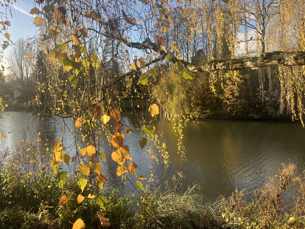 Les colliers de feuilles dorées d'un arbre pleureur en train de les perdre