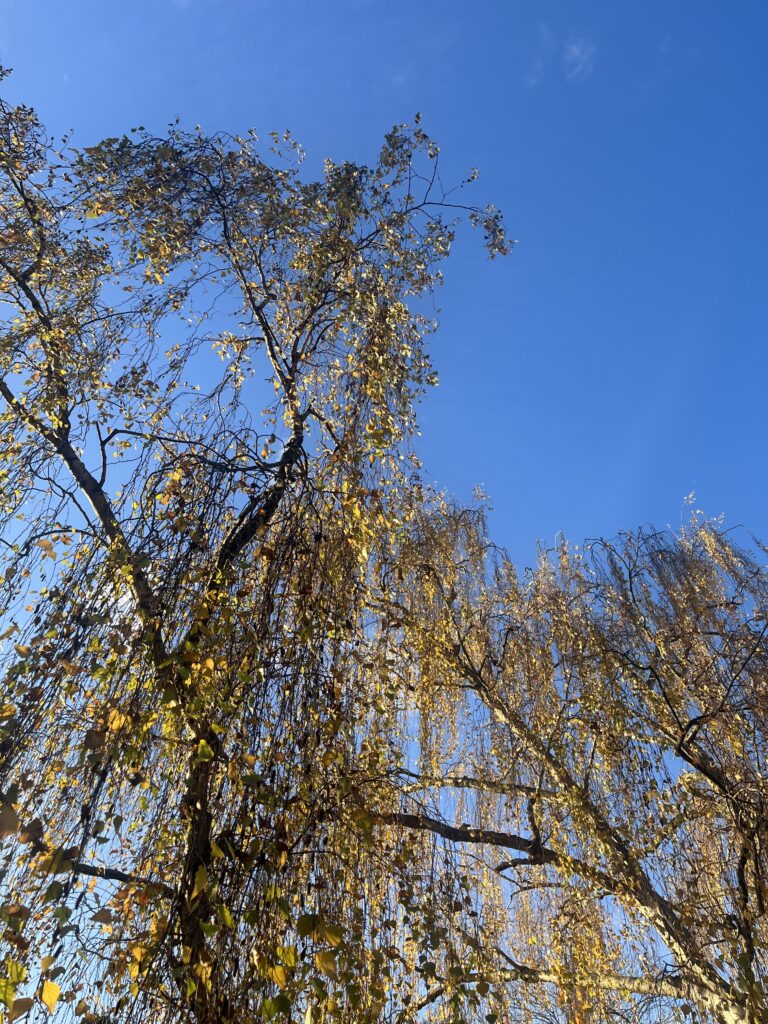 Saule pleureur en contre plongée