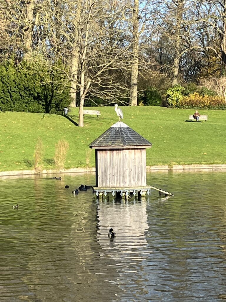 Un héron perché sur la cahute en bois au milieu du plan d'eau