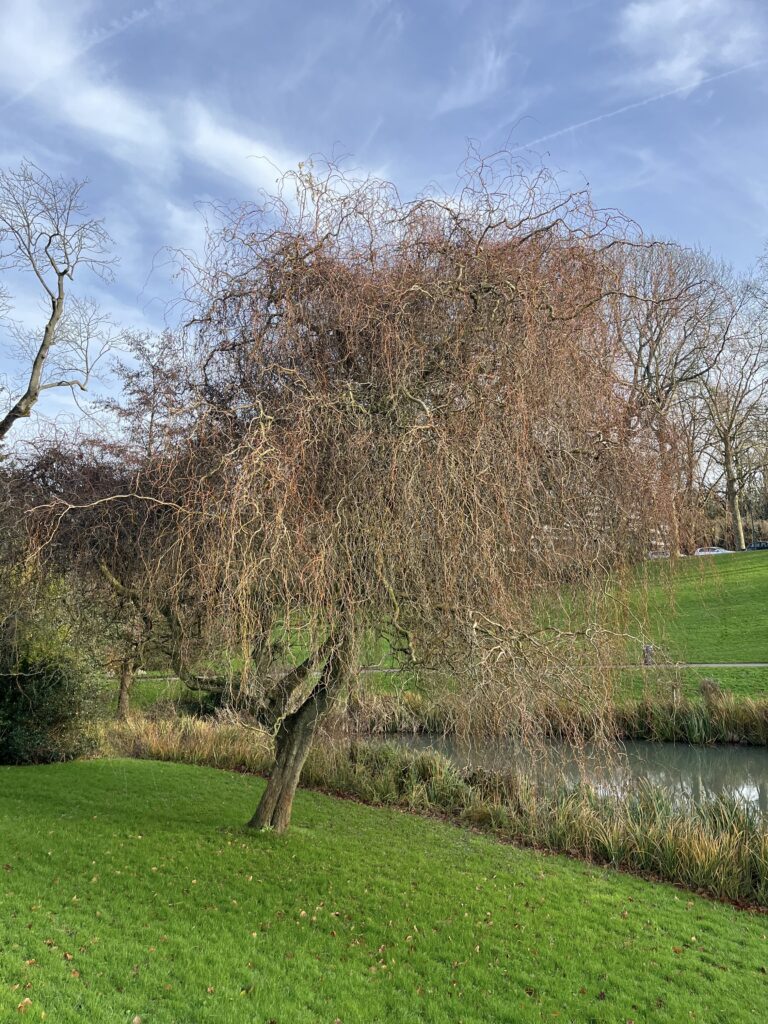 Un arbre nu plein de branches ultra fines comme entortillées