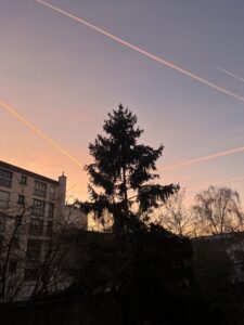 Un arbre se dessine en contre-jour d'un ciel où les traces de avion s'entrecroisent comme une figure d'exercice de géométrie