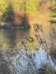 Deux canards les pattes posées à la surface de l'eau