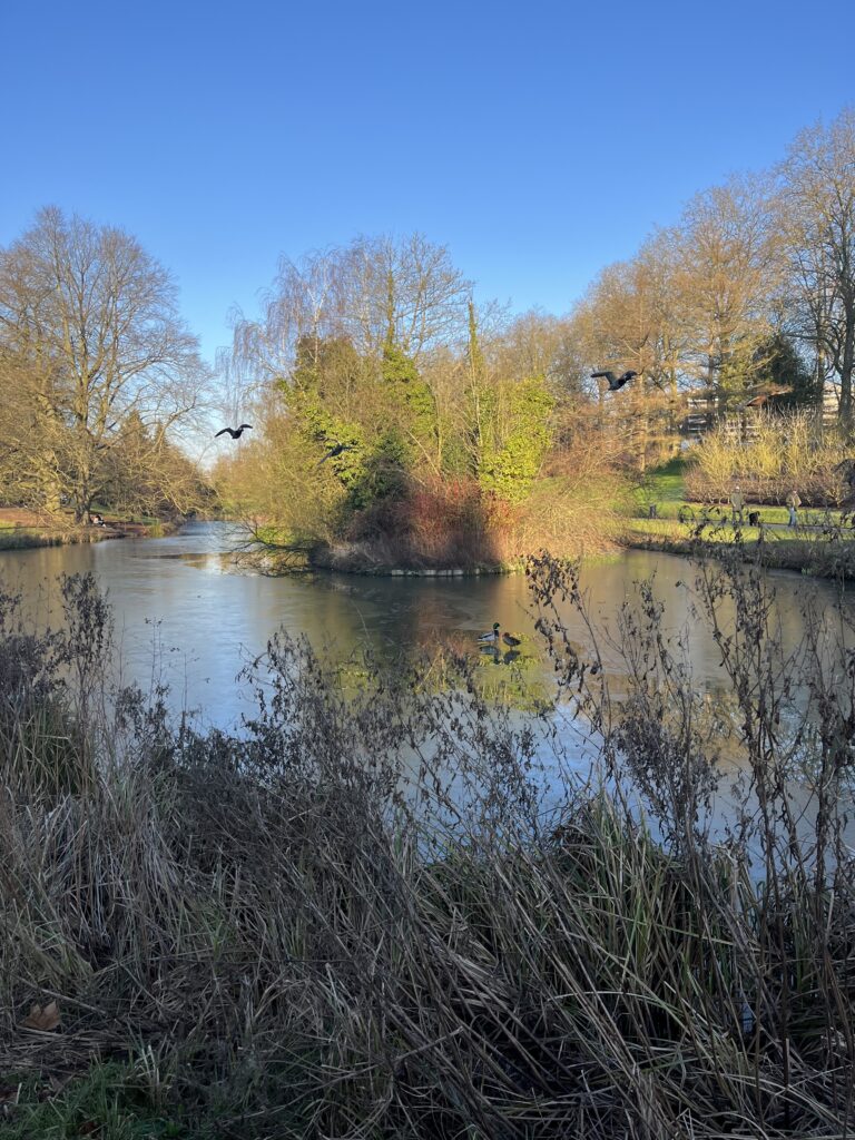 Ciel bleu et soleil sur les arbres et le plan d'eau partiellement gelé du parc Barbieux