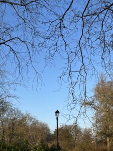 Le sommet d'un lampadaire perdu en bas de ramures