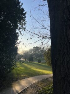 Rais de lumière rasante entre les arbres