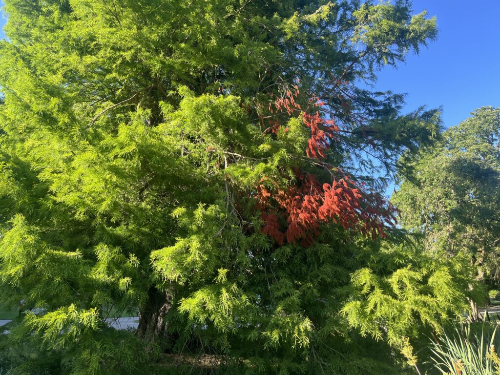 Conifère tout vert à l'exception de quelques branches rouges