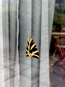 Papillon noir et jaune