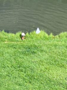 Tête de cygne dans la pelouse, bout de queue dans l’eau