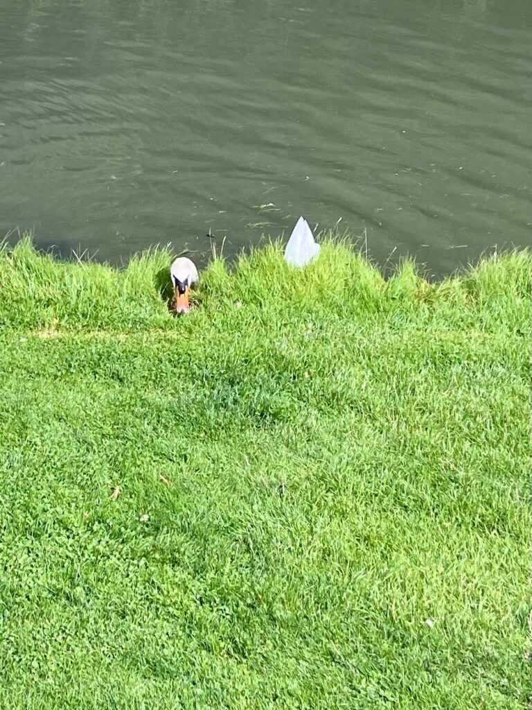 Tête de cygne dans la pelouse, bout de queue dans l’eau