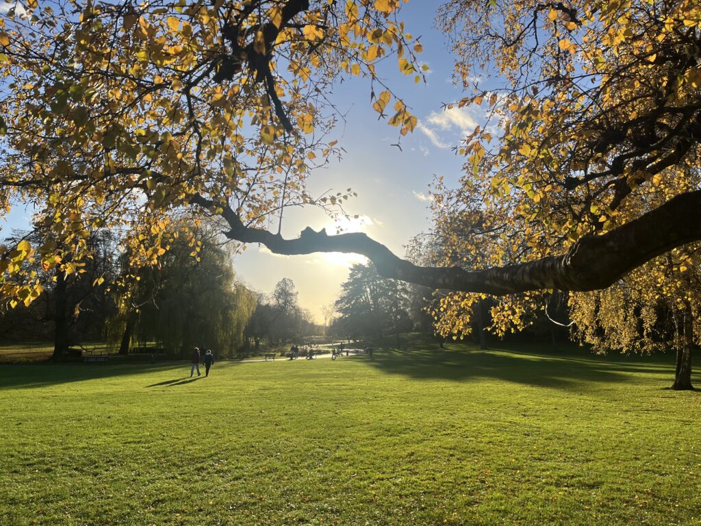 Branche qui passe devant le soleil hivernal au parc Barbieux