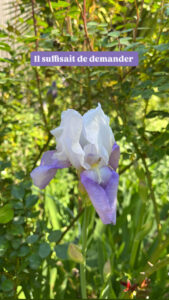 Iris mauve et blanche déployée