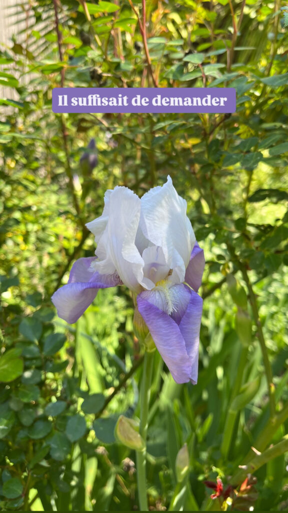 Iris mauve et blanche déployée