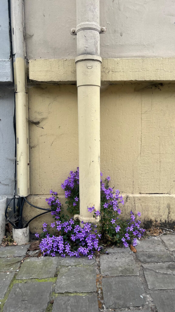Fleurs violettes au pied d'une gouttière
