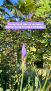 Bouton mauve d'iris