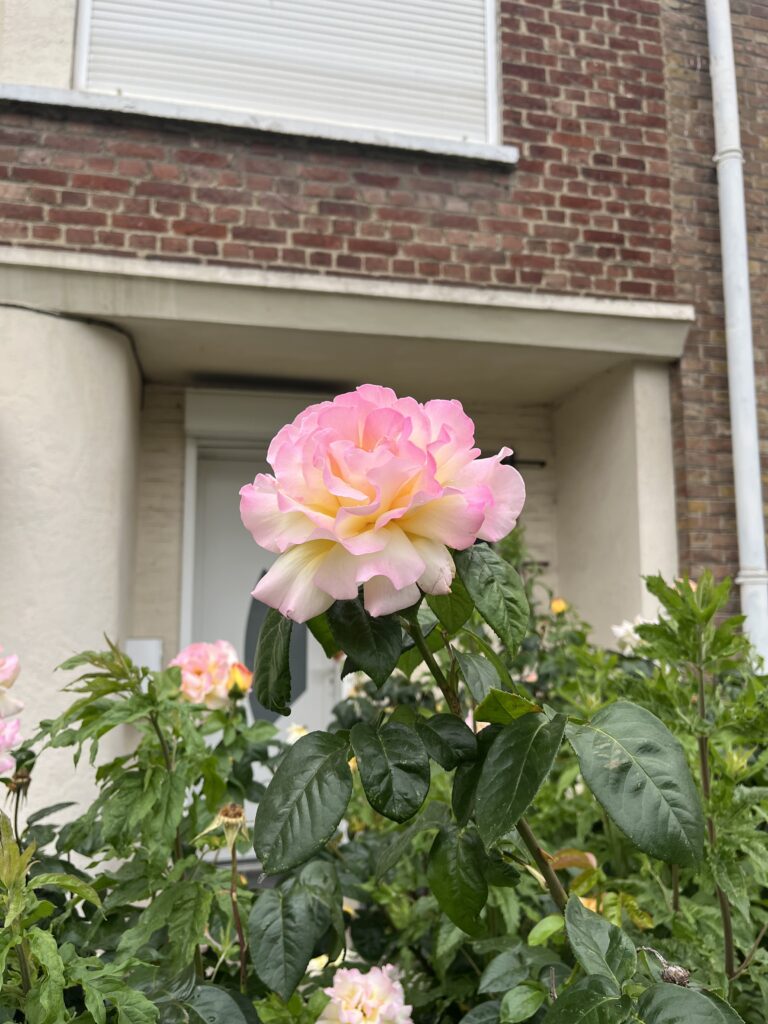 Une belle rose devant une maison en briques